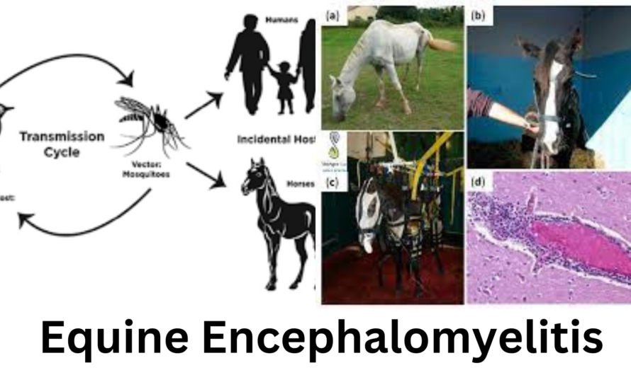 Equine Encephalomyelitis | Types of Equine Encephalomyelitis